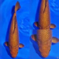 HQ Chagoi size 55 cm jantan