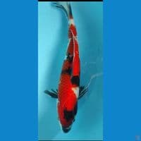 showa 36cm jantan