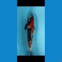 showa 35cm jantan