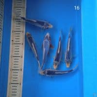 asagi 16cm