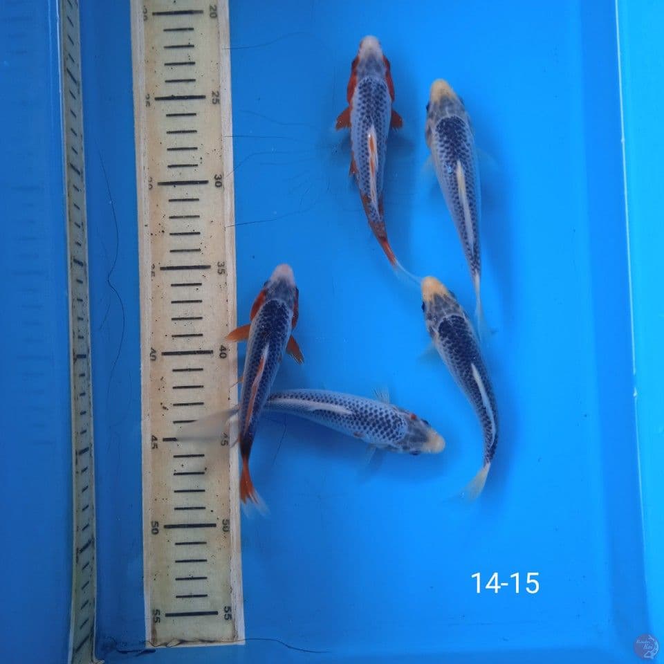 asagi 14-15cm