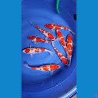 kohaku full