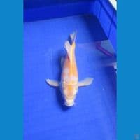 Hariwake Slayer 26 Cm