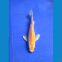 Yamabuki Slayer 27 Cm