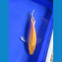 Yamabuki Slayer 27 Cm