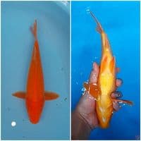 benigoi plus 29 cm
