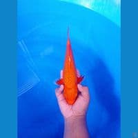 LELANG SINGKAT! 