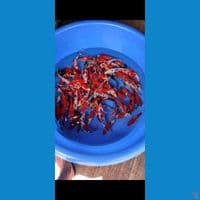 mix grade A asli merah 16 20 cm 75 ekor 