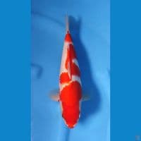 KOHAKU MUNUK RED STRONG 30CM