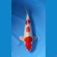 KOHAKU ORIGINAL BODY BADAK 33CM 