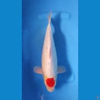 TANCHO KOHAKU ORY -  BULKY 35CM 