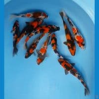mix showa 15-20 cm 10 ekor