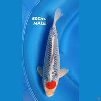 Ghosiki jumbo 50Cm. male