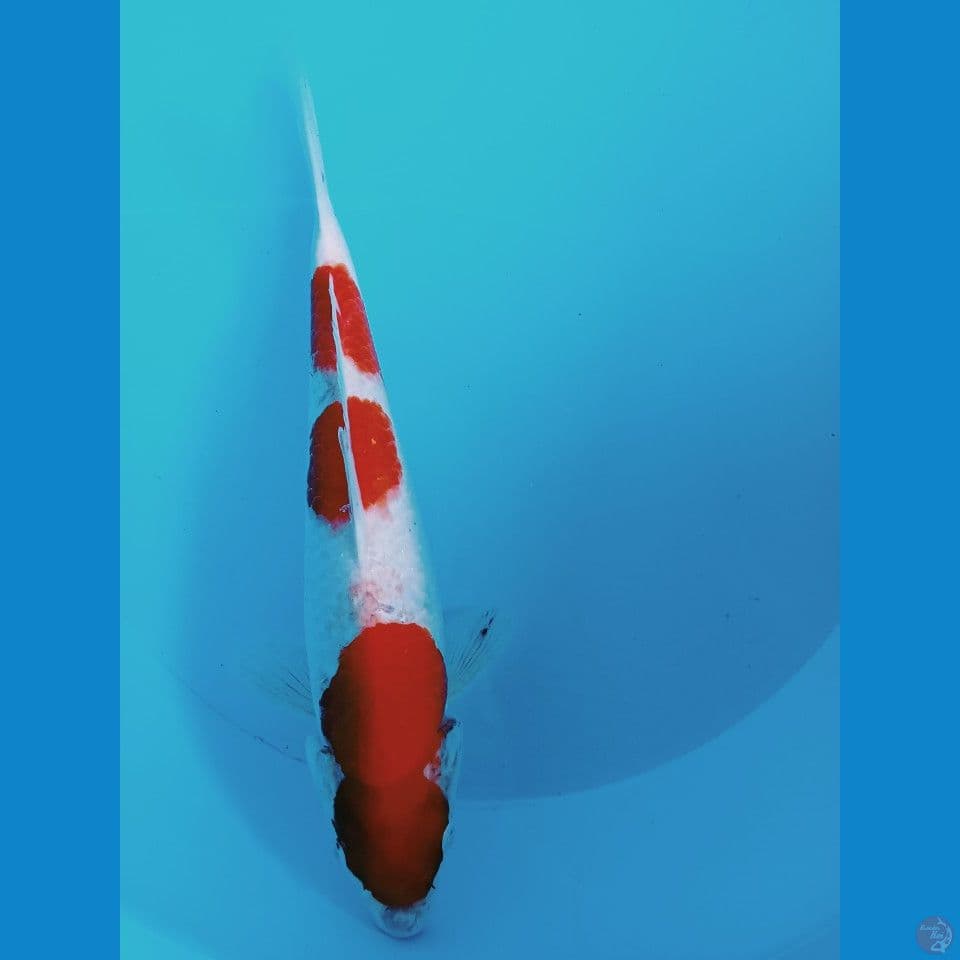 kohaku 31cm(cut basah)