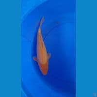 M 34CM Karasi Mango