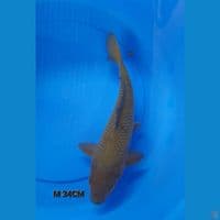 M 34CM CHAGOI COKLAT