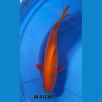 M41CM RED KARAMEL