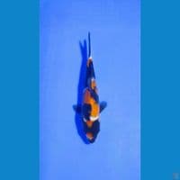 Showa sanshoku 18cm bahan keeping