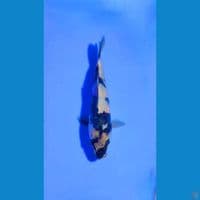 minion shiro utsuri 18cm bahan keeping