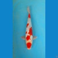 maruten kohaku doitsu 35 bu