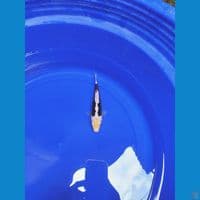 Kumonryu SQ 17cm™