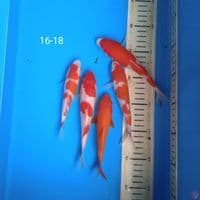 kohaku 16-18cm