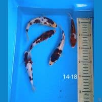 goromo 14-18cm