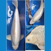 soragoi super jumbo KKF 60up 