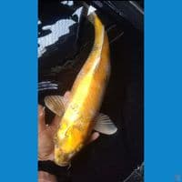 kin showa 57Cm