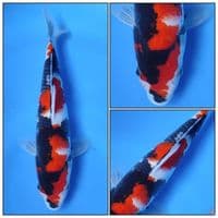 SHOWA GOOQ QUALITY ORIGINAL PATERN 27CM