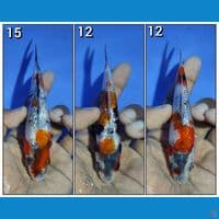 MINION SHOWA GINRIN BAHAN KEEPING 12-15CM