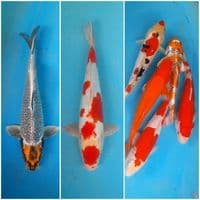 mix 25-30-35 cm