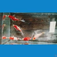 Tamasaba 8 9 cm 5 ekor
