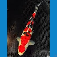 sanke 28cm