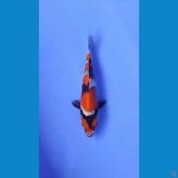 maruten showa sumi bagus bahan keeping 17cm