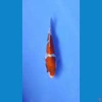 showa tategoi bahan keeping bagus 16cm