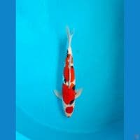 Maruren showa 48cm Male
