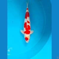 Maruten kohaku Male54cm