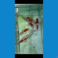 Paket Kumpai 29,29,32,33,35cm