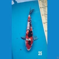 sanke, 25cm