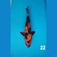 hi utsuri,22cm