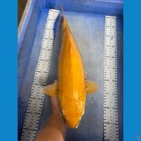 ak5 karashi lemon 48 punuk