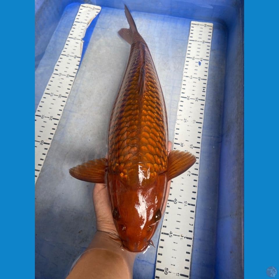 ak5 chagoi punuk 45