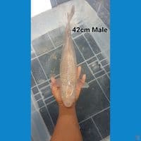 Soramel 42 cm