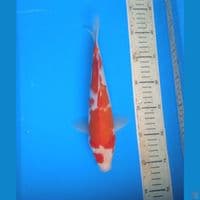 kohaku 28cm