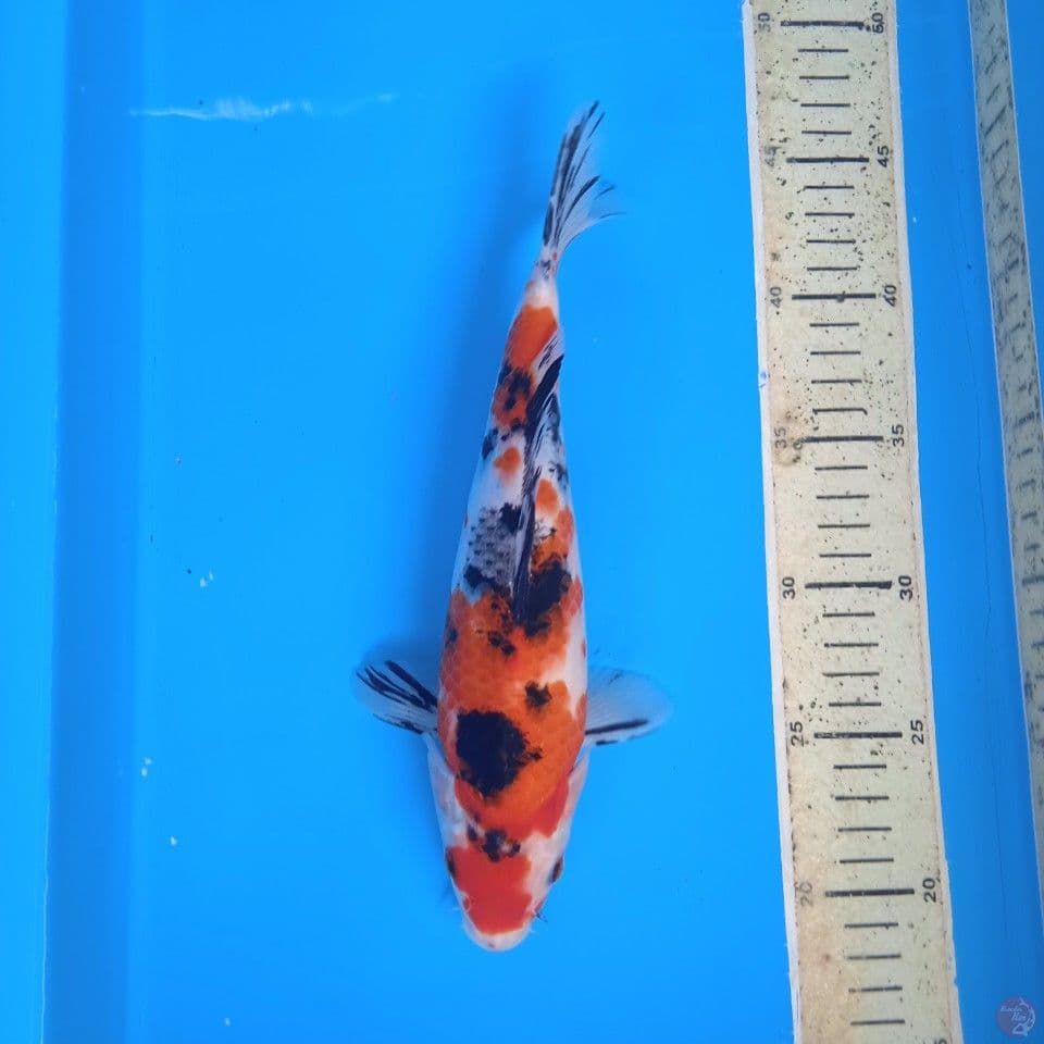 sanke 26cm