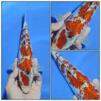 SUPER GHOSIKI GINRIN RARE COLLECTION 29CM