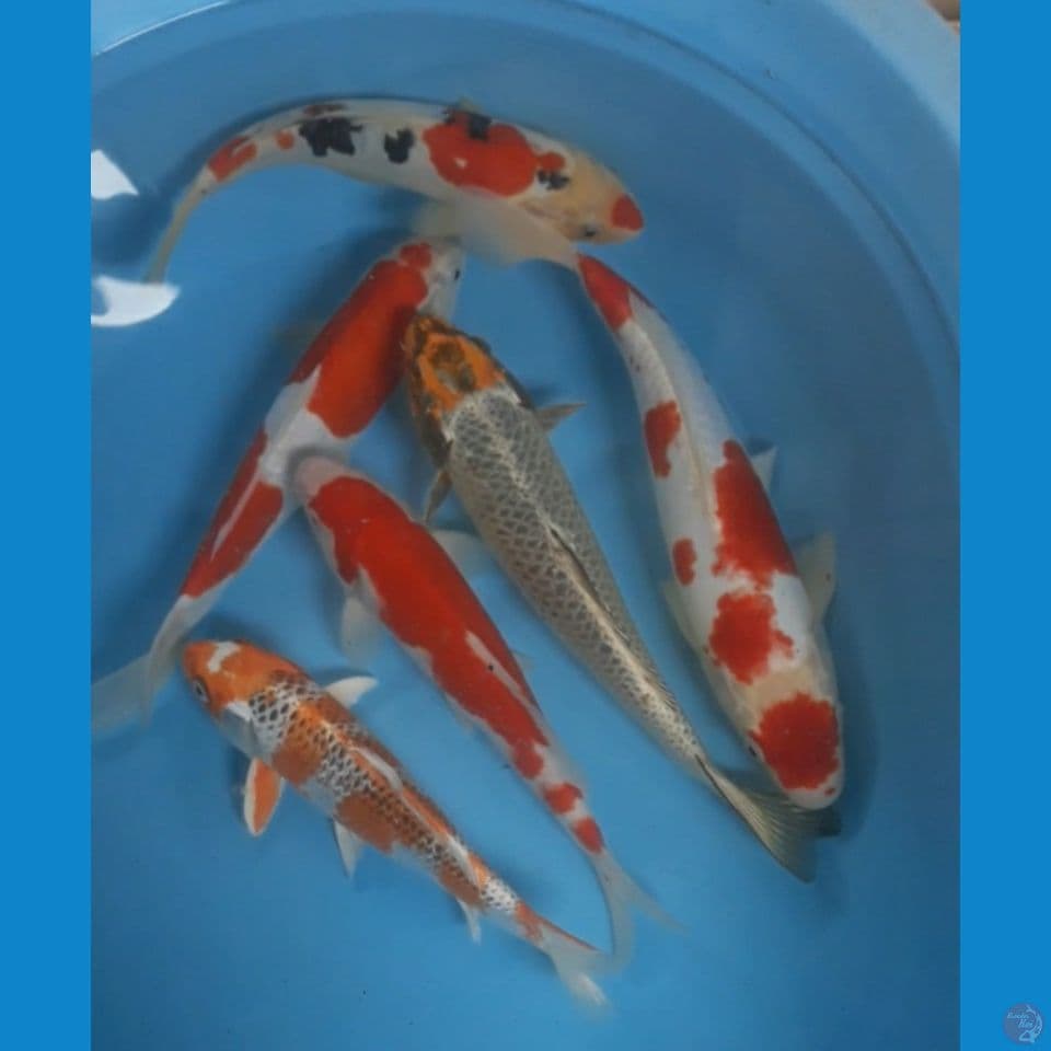 mix 25-35 cm