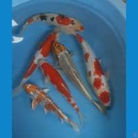 mix 25-35 cm 