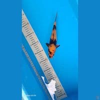 utsuri21cm